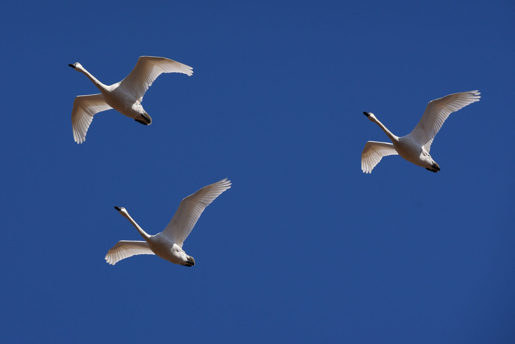 liv I know a story tundra swans 3 f7.jpg